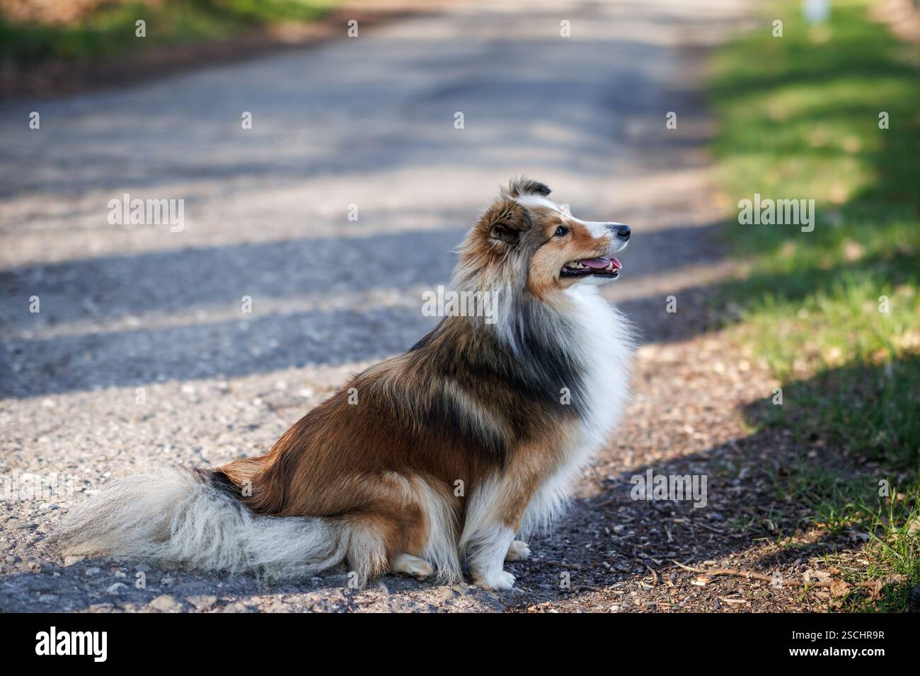 Shetland Sheepdog all'aperto. Cane purosangue seduto sulla strada Foto Stock