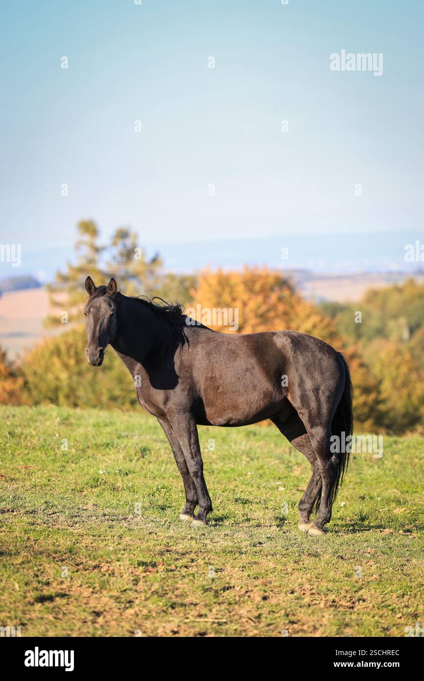 Cavallo bruno in piedi sul pascolo durante il giorno di sole. Paesaggio rurale della fattoria degli animali Foto Stock