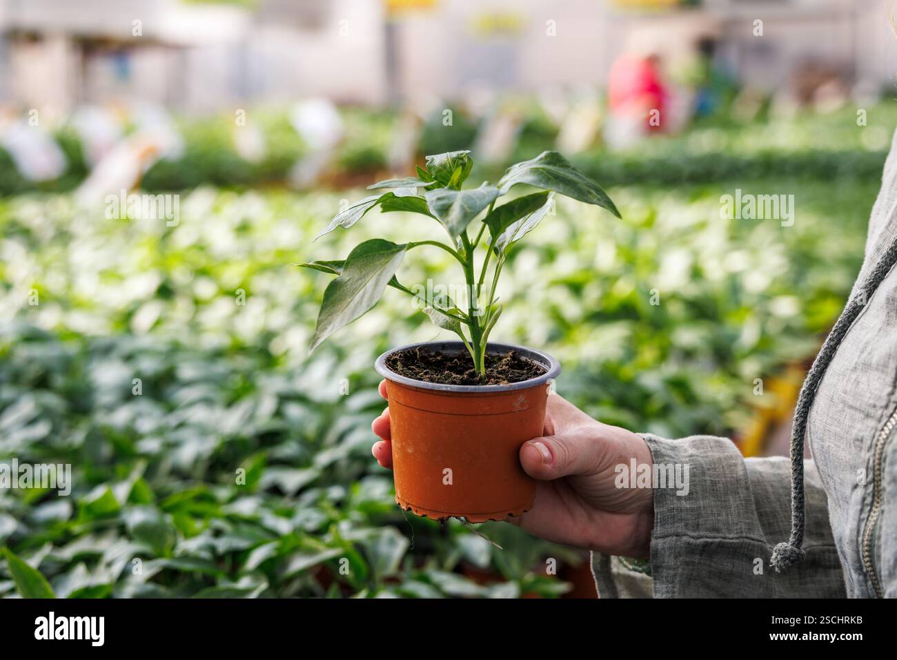 Donna che sceglie quali peperoni piantare da acquistare nel centro giardino. Cliente che acquista vegetali Foto Stock
