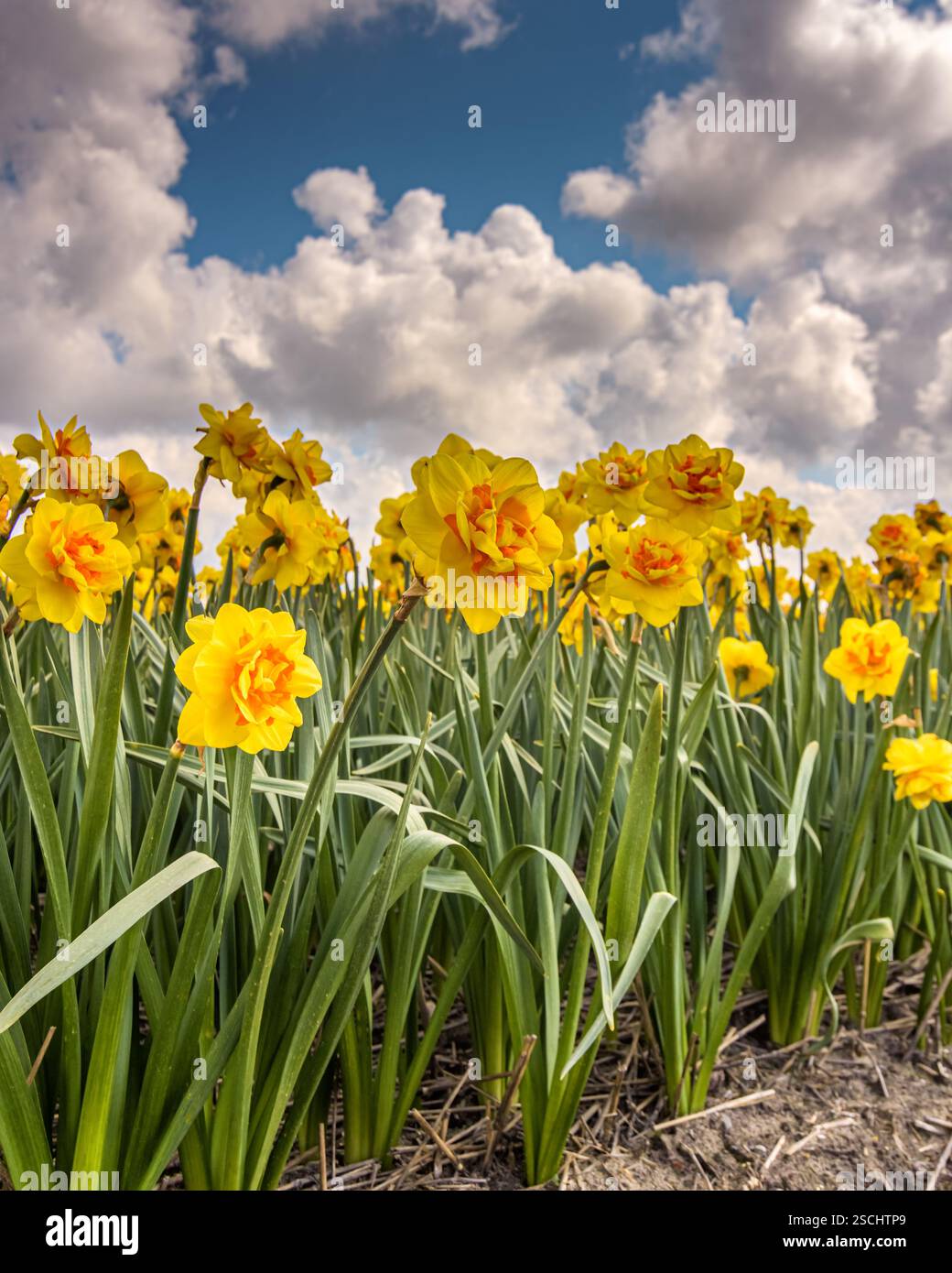 bellissimi narcisi gialli nel campo delle lampadine con un cielo nuvoloso blu sullo sfondo Foto Stock