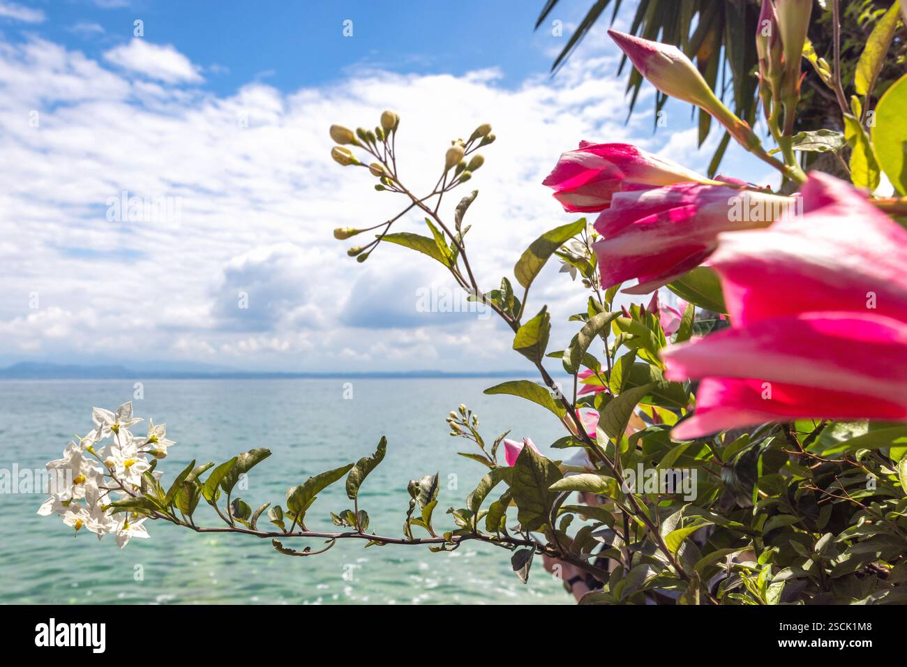 Lago di Garda con fiori in primo piano nelle giornate di sole. Foto Stock