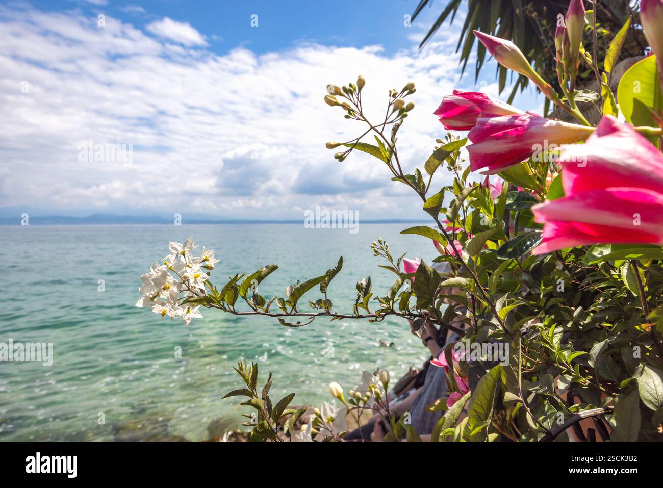 Lago di Garda con fiori in primo piano nelle giornate di sole. Foto Stock
