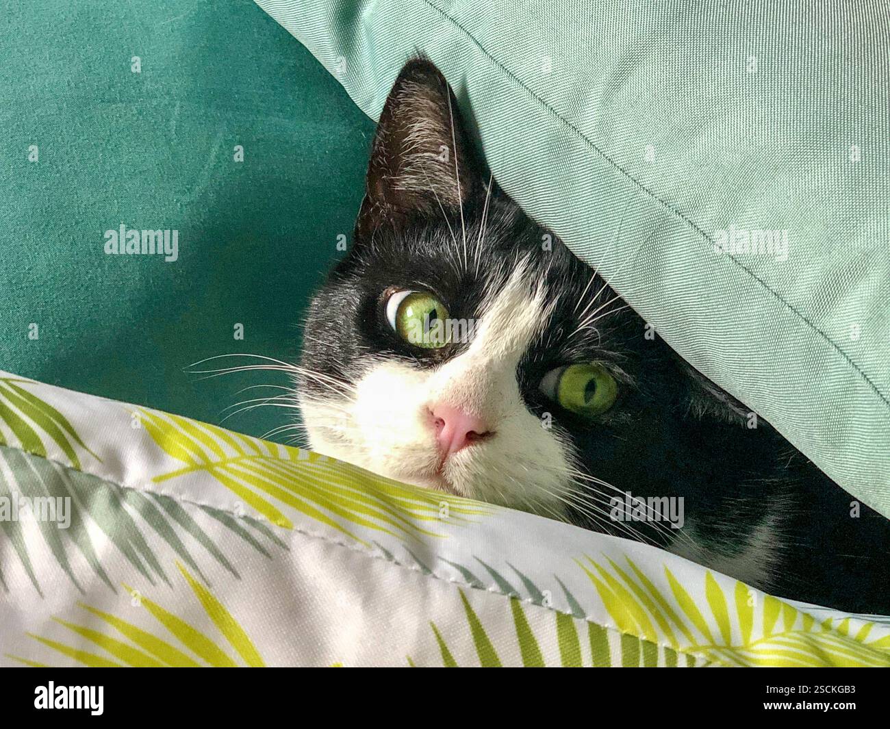 Un gatto bianco e nero con gli occhi verdi sbircia da sotto una morbida coperta, donando un aspetto adorabile e curioso. - Immagine stock catturata con smartphone