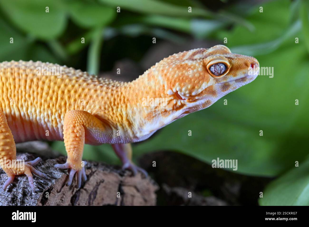 Un Gecko leopardo prigioniero (Eublepharis macularius) su un tronco di corteccia di legno su sfondo a foglia verde Foto Stock