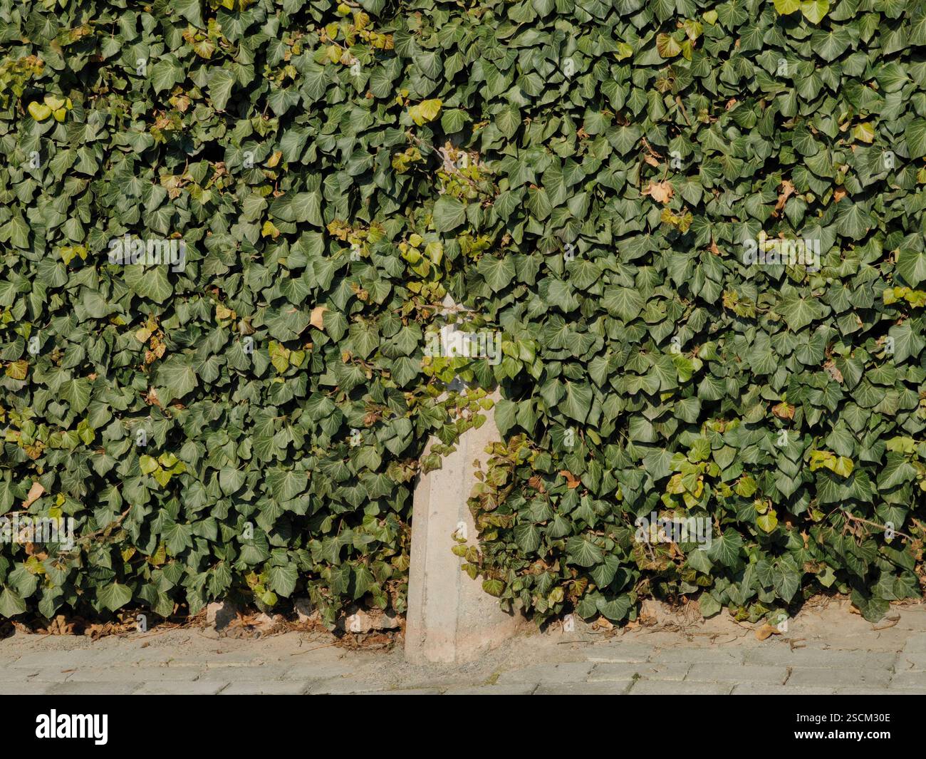 Urban Nature – The Green Embrace Foto Stock