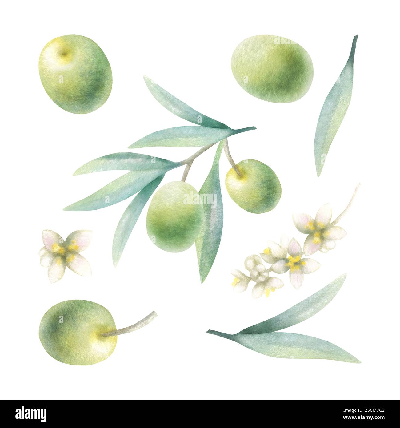 Ramoscello d'oliva, foglie, frutta, fiori. Illustrazione isolata ad acquerello di olive verdi disegnate a mano in stile botanico realistico per la produzione alimentare, etichetta della bottiglia, design cosmetico, invito a nozze. Foto Stock