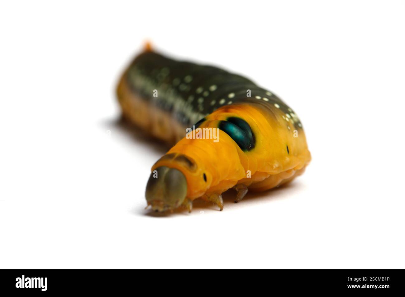 Large Oleander Hawk falena caterpillar isolata su sfondo bianco, macro Foto Stock