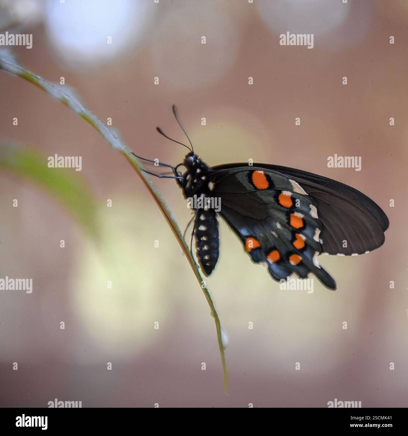 Black Swallowtail Butterfly appollaiato: Immagine sorprendente di una farfalla Black Swallowtail su un ramoscello, le ali si diffondono per rivelare motivi vivaci. Foto Stock