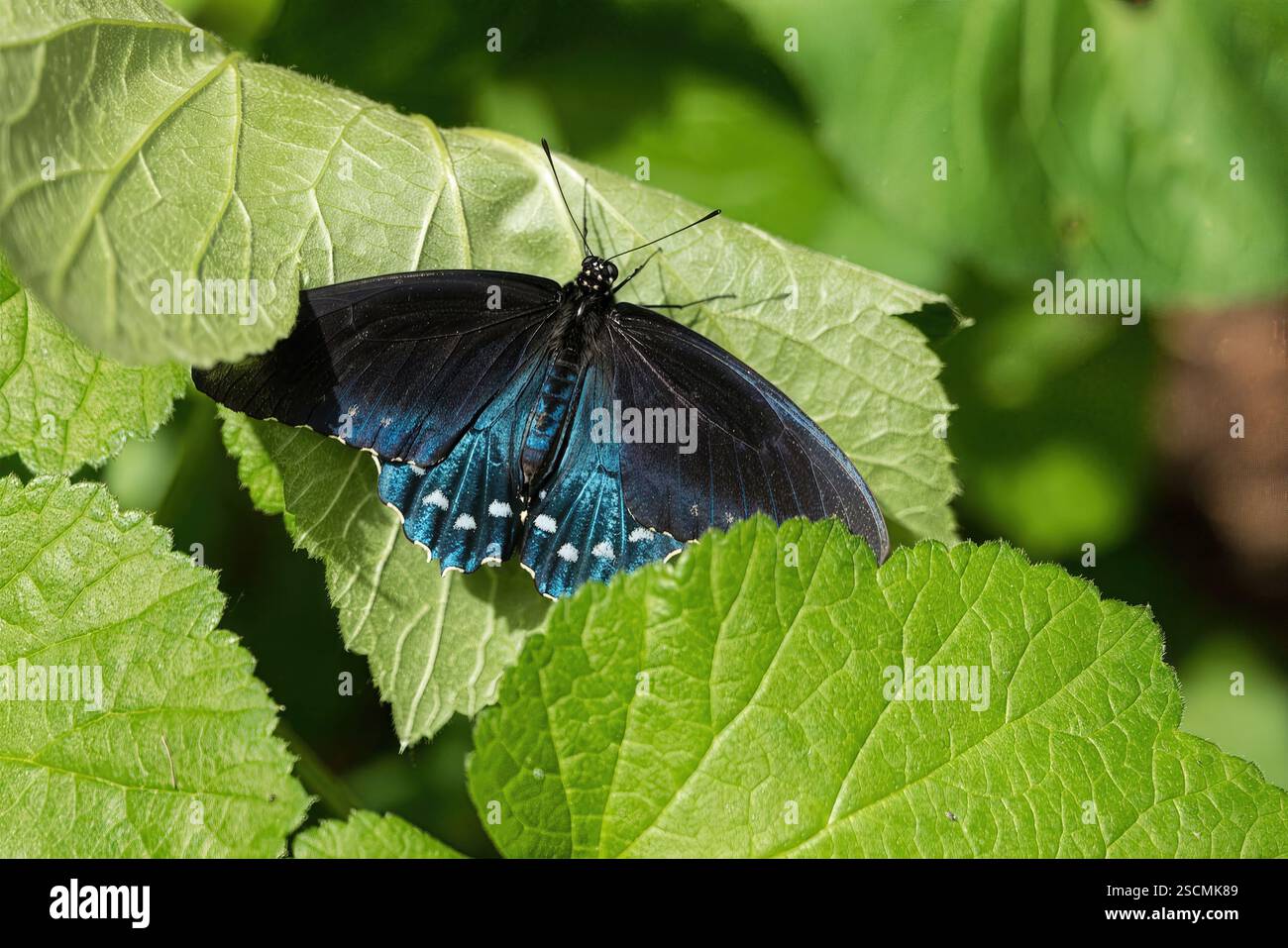Pipevine Swallowtail Butterfly on Green Leaf: Bel colpo di una farfalla Pipevine Swallowtail su una fresca foglia verde. Foto Stock