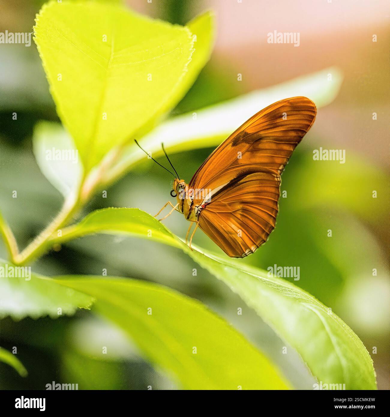 Julia Butterfly su Green Leaf: Una Julia Butterfly con ali arancioni si appoggia delicatamente su una foglia verde, una splendida aggiunta a qualsiasi galleria di farfalle. Foto Stock