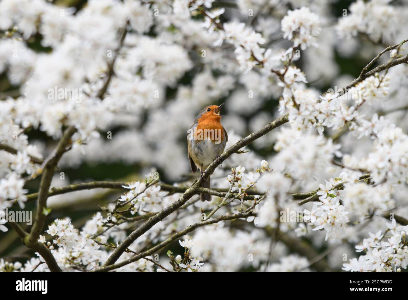 European robin erithacus rubecula, canta, arroccato in ciliegio selvatico in fiore, County Durham, Inghilterra, Regno Unito, febbraio. Foto Stock