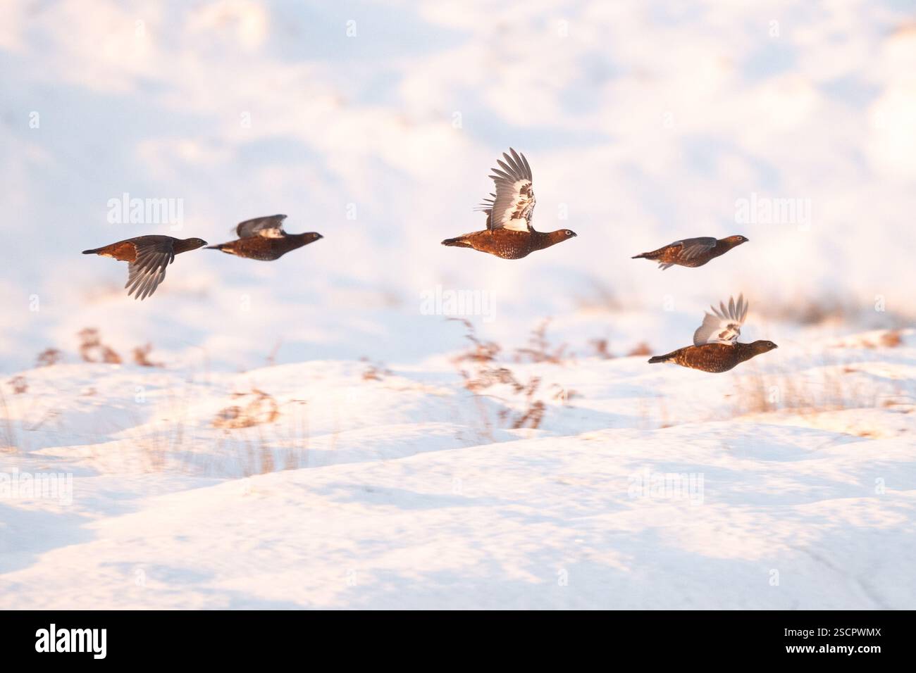 Stormo di Red Grouse che vola attraverso la brughiera ricoperta di neve all'alba in inverno, Ilkley Moor, West Yorkshire Foto Stock