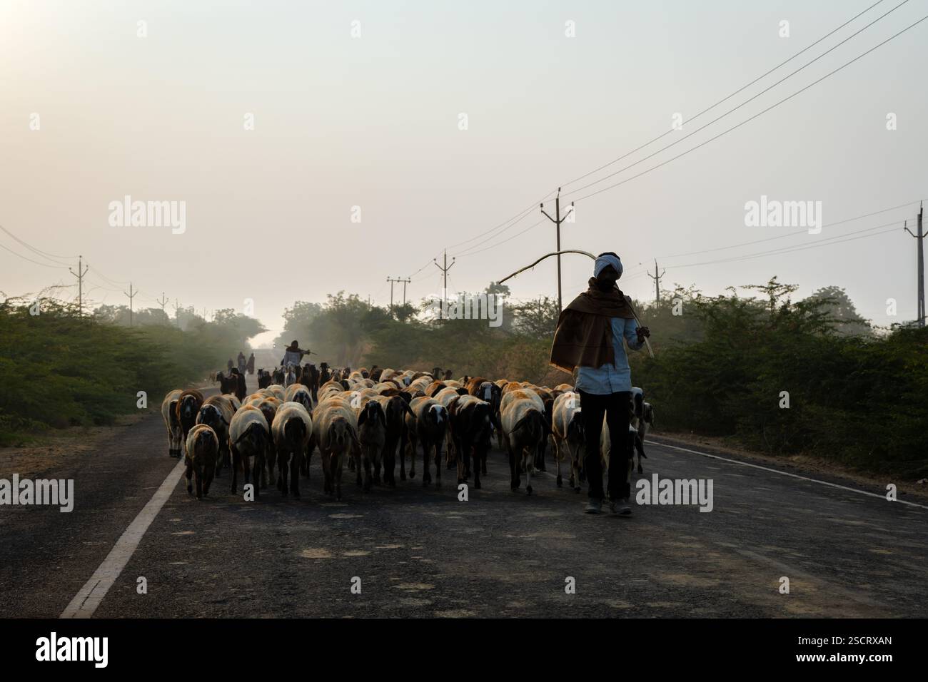 mandria di pecore che passeggiano per strada in un pastore la mattina presto Foto Stock