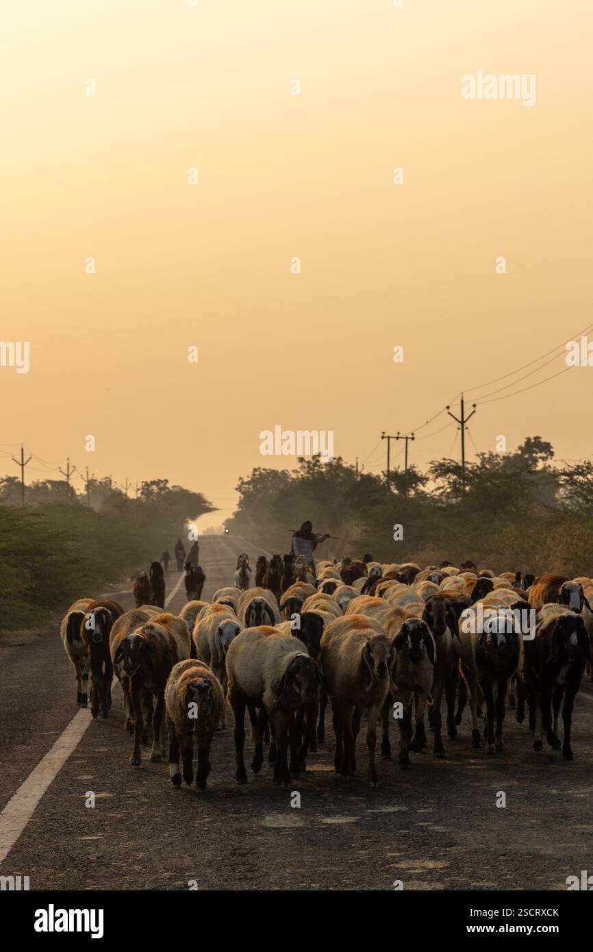 mandria di pecore che passeggiano per strada in un pastore la mattina presto Foto Stock