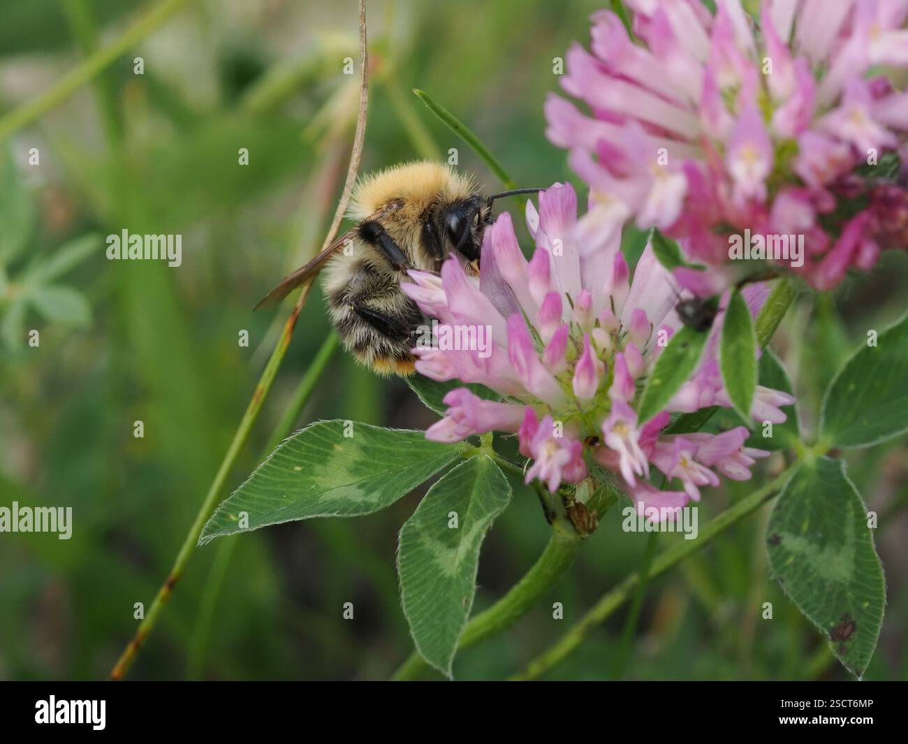 Bumble Bee (Bombus pascuorum) Foto Stock