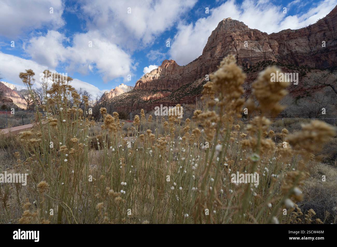 Fiori selvatici secchi nel Parco Nazionale di Zion, Utah, in primo piano, con le iconiche scogliere di roccia rossa del parco sullo sfondo. Foto Stock