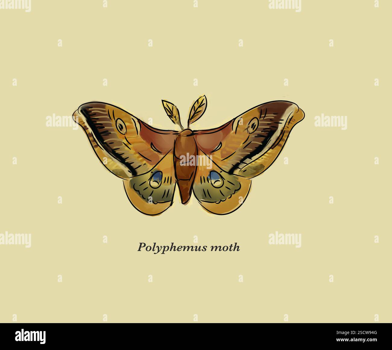 Antheraea polyphemus o Polifemus, è un membro nordamericano della famiglia Saturniidae. È di colore marrone e ha un'apertura alare media di 15 cm (6 pollici). Prende il nome dal ciclope Polifemo nella mitologia greca e si trova in tutto il Canada meridionale e negli Stati Uniti. Foto Stock