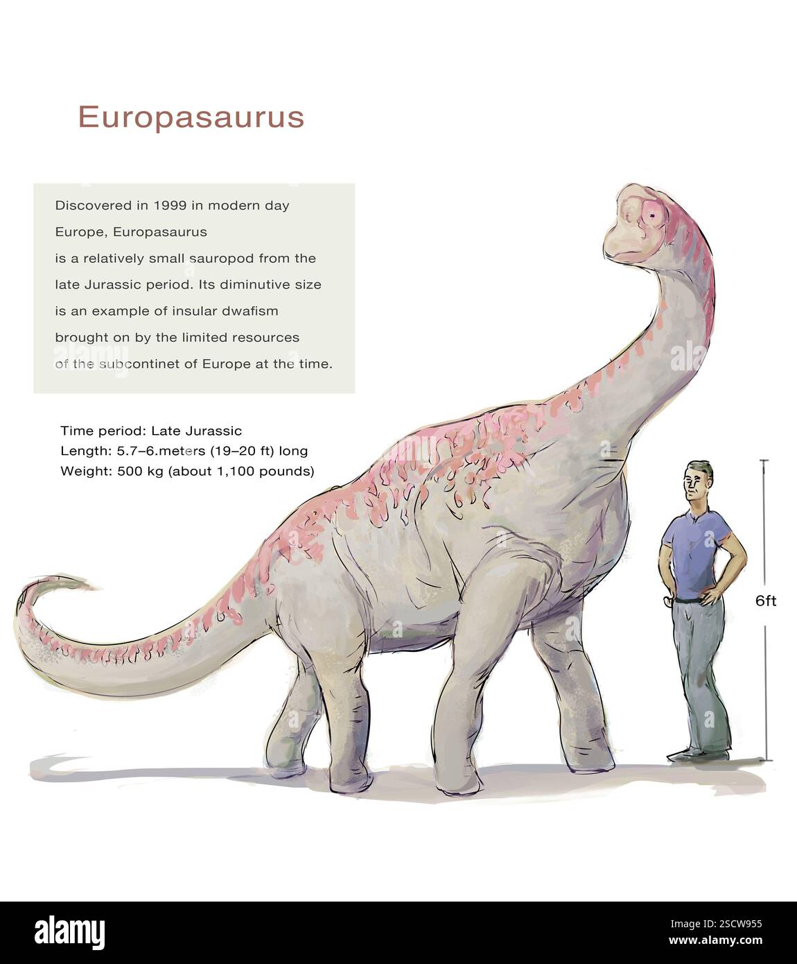 Scoperto nel 1999 nell'Europa moderna, Europasaurus è un sauropode relativamente piccolo del Giurassico superiore. Le sue dimensioni ridotte sono un esempio di nanismo insulare causato dalle limitate risorse del subcontinente europeo in quel periodo. Foto Stock