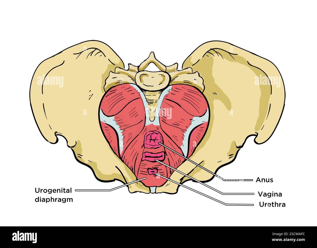 Immagine del bacino, che mostra il diaframma pelvico o il pavimento pelvico. Foto Stock