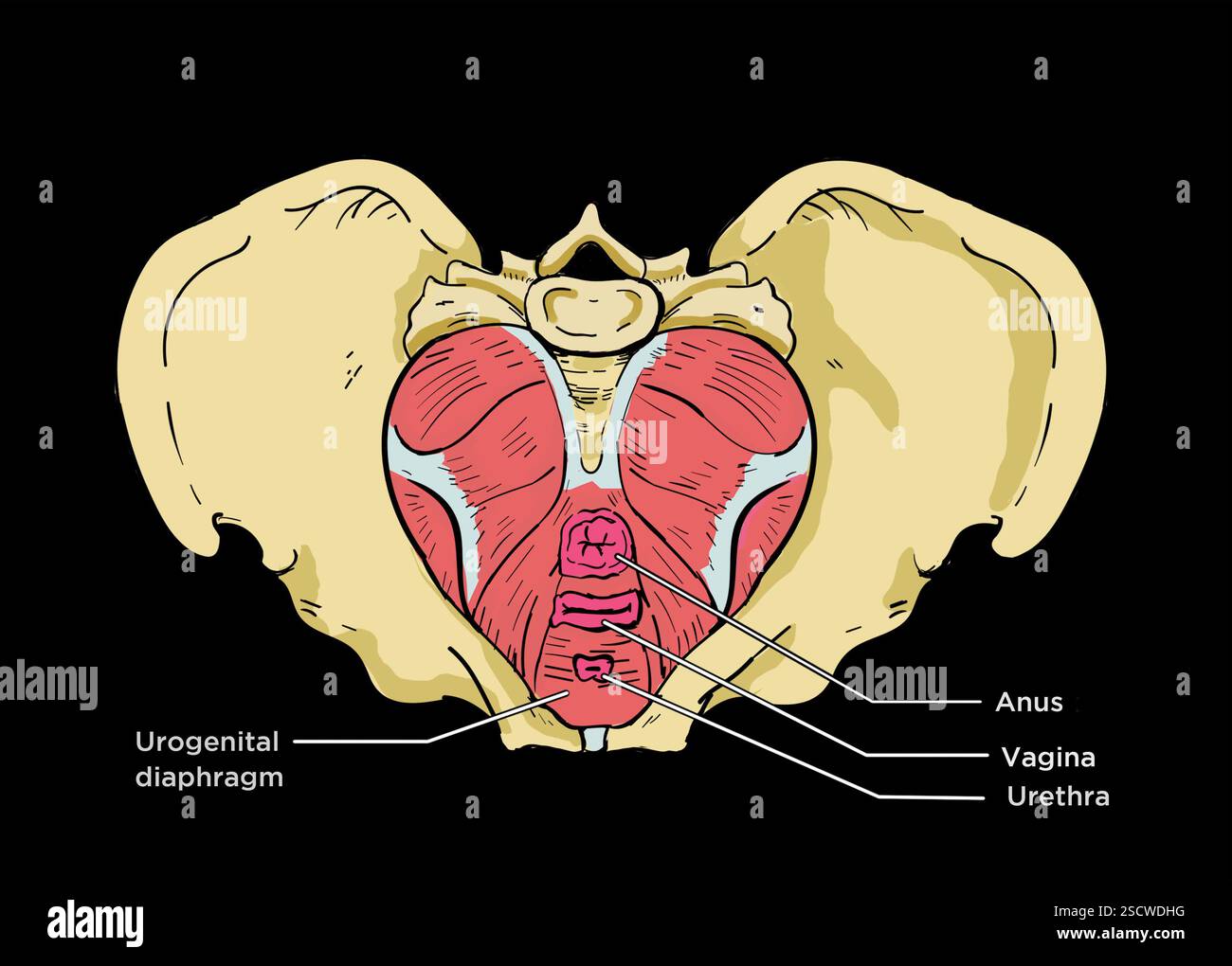 Immagine del bacino, che mostra il diaframma pelvico o il pavimento pelvico. Foto Stock