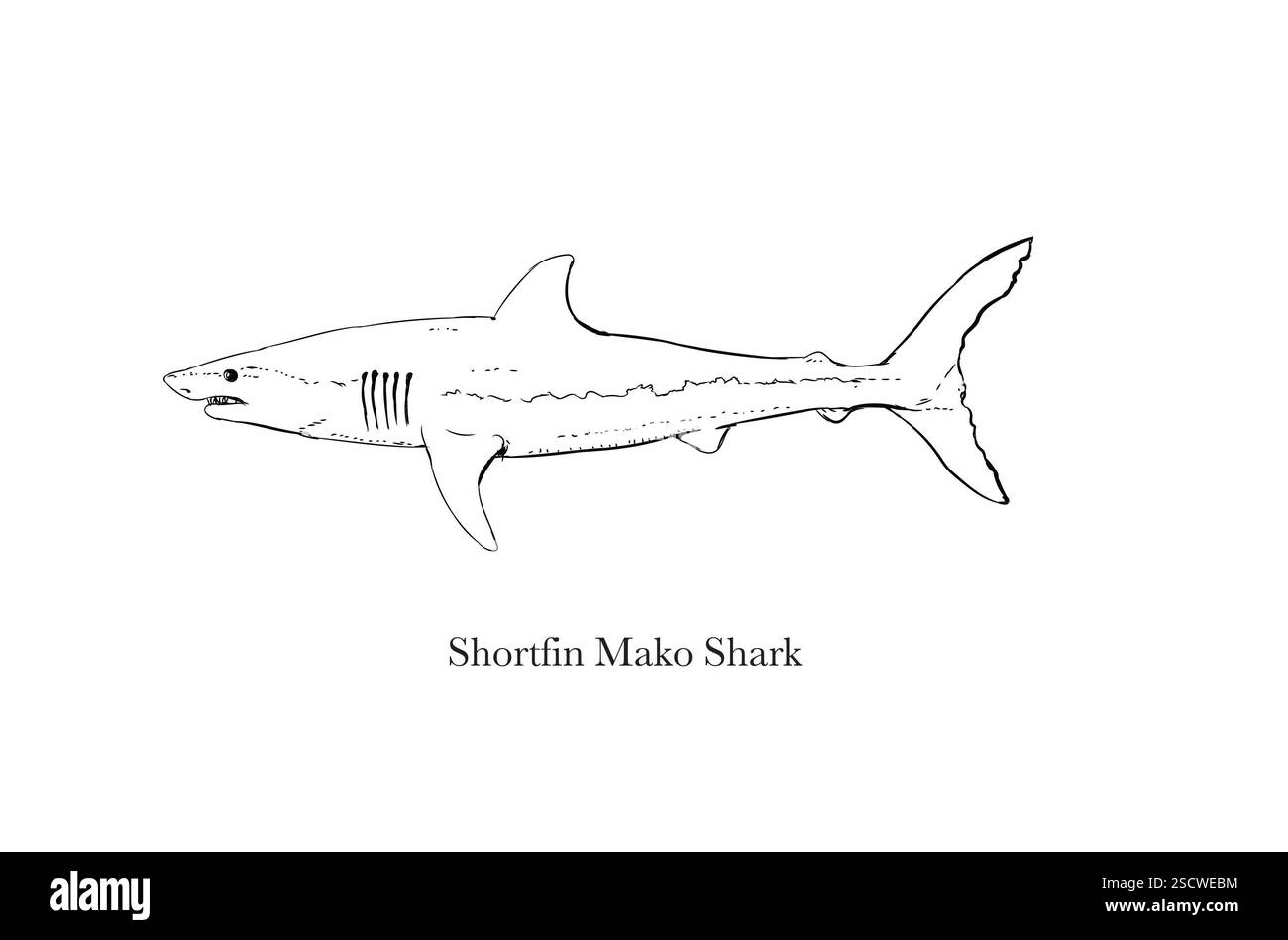 Lo squalo mako (Isurus oxyrinchus), noto anche come puntatore blu o squalo bonito, è un grande sgombro. Foto Stock