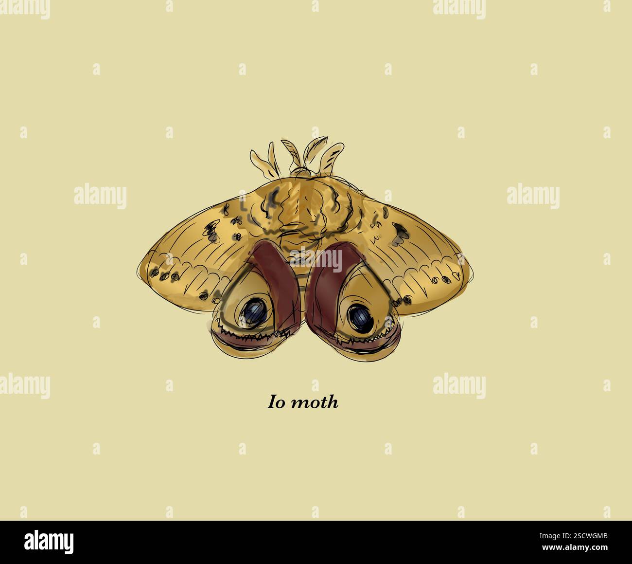 La falena pavone o falena io, è una colorata falena nordamericana della famiglia Saturniidae. Membro della sottofamiglia Hemileucinaem, prende il nome da uno degli amanti mortali di Zeus nella mitologia greca. Si trova negli Stati Uniti, in Canada e in Messico. Foto Stock