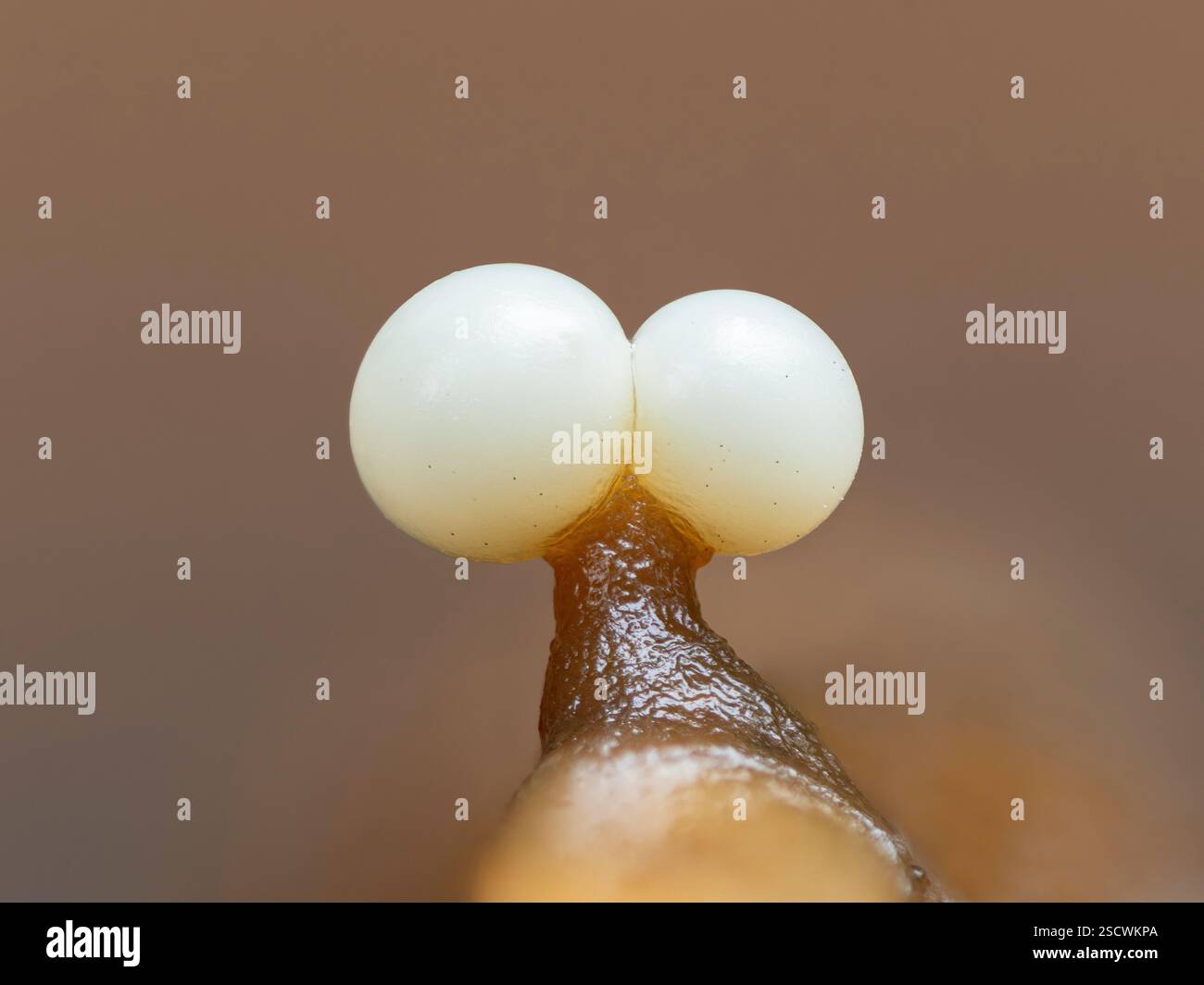 Slime Mold (Trichia spp.), New Forest National Park, Hampshire, Inghilterra, Regno Unito, novembre 2024, messa a fuoco impilata Foto Stock