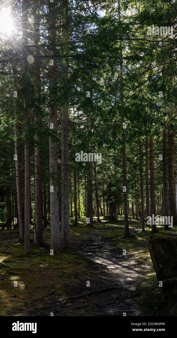 Una tranquilla foresta alpina con la luce del sole che scorre attraverso alti alberi, illuminando uno stretto sentiero sterrato circondato da vegetazione e radici sparse Foto Stock