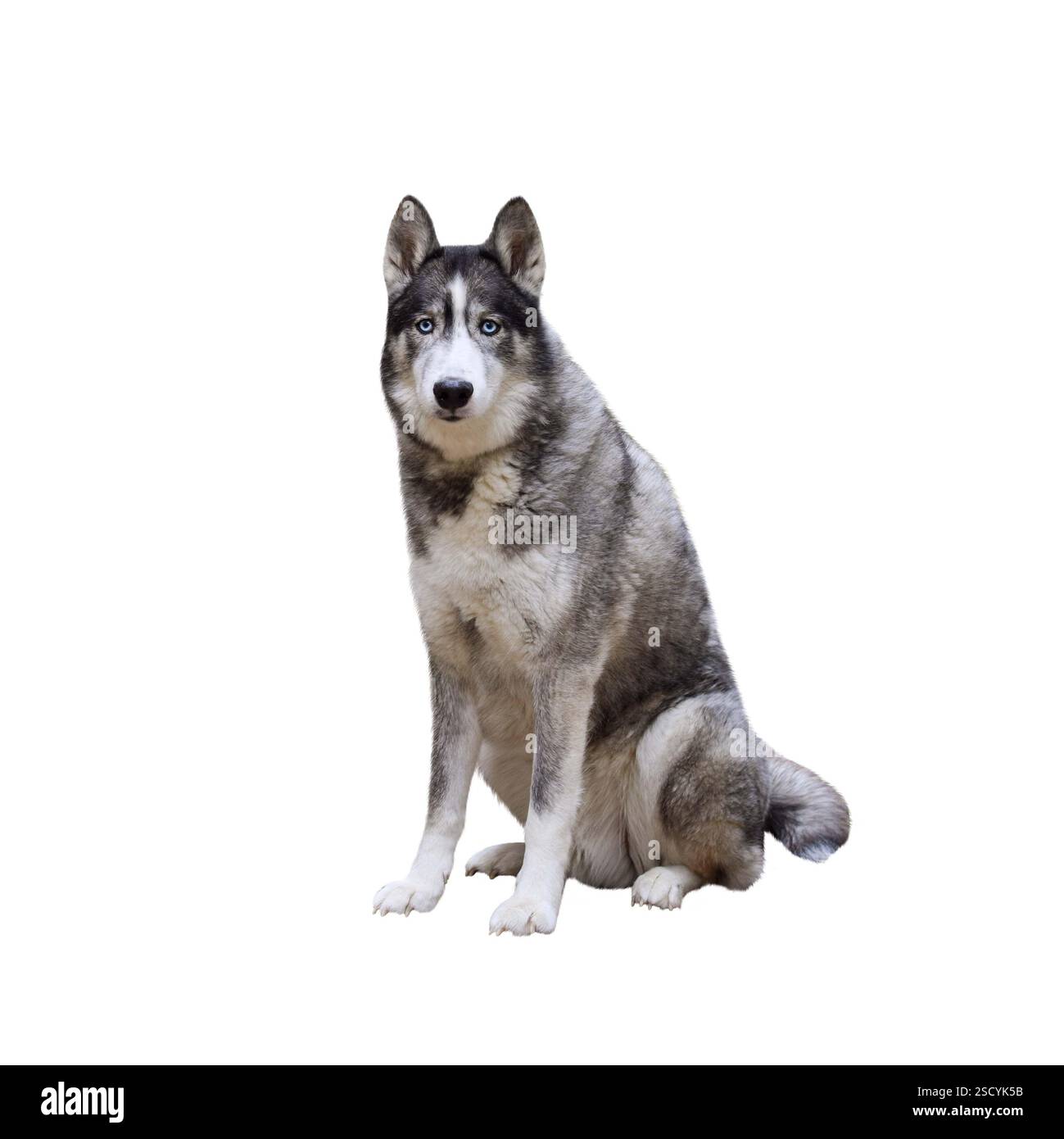 Ritratto del cane Husky con gli occhi blu che guardano il ritaglio isolato della fotocamera sul bianco Foto Stock