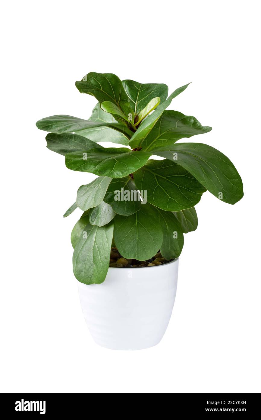Fiddle Leaf Fig, Ficus Lyrata, pianta in vaso bianco ritaglio isolato su bianco Foto Stock