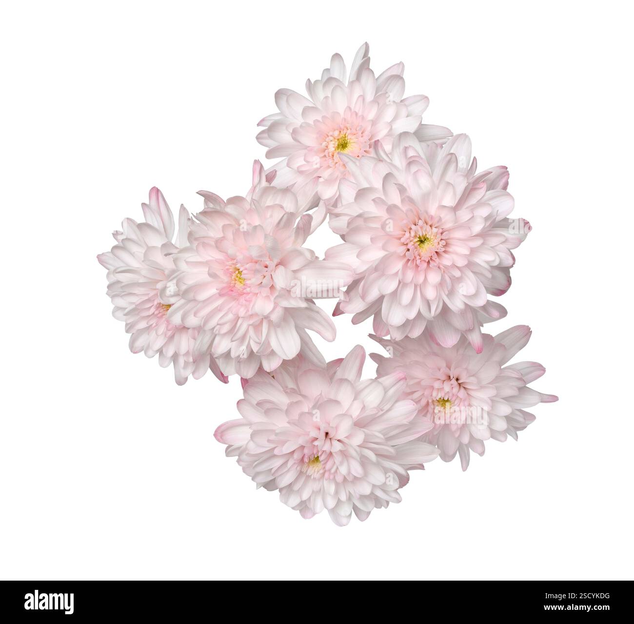 Gruppo di crisantemi rosa pastello chiaro fiori taglio isolato su bianco Foto Stock