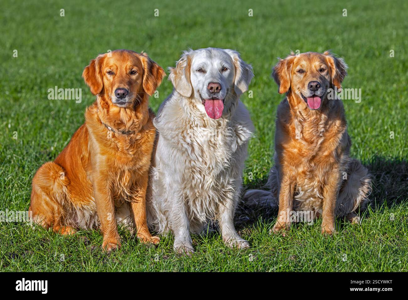 Cane Golden retriever con cappotto color crema seduto all'esterno tra due Golden retriever in giardino Foto Stock