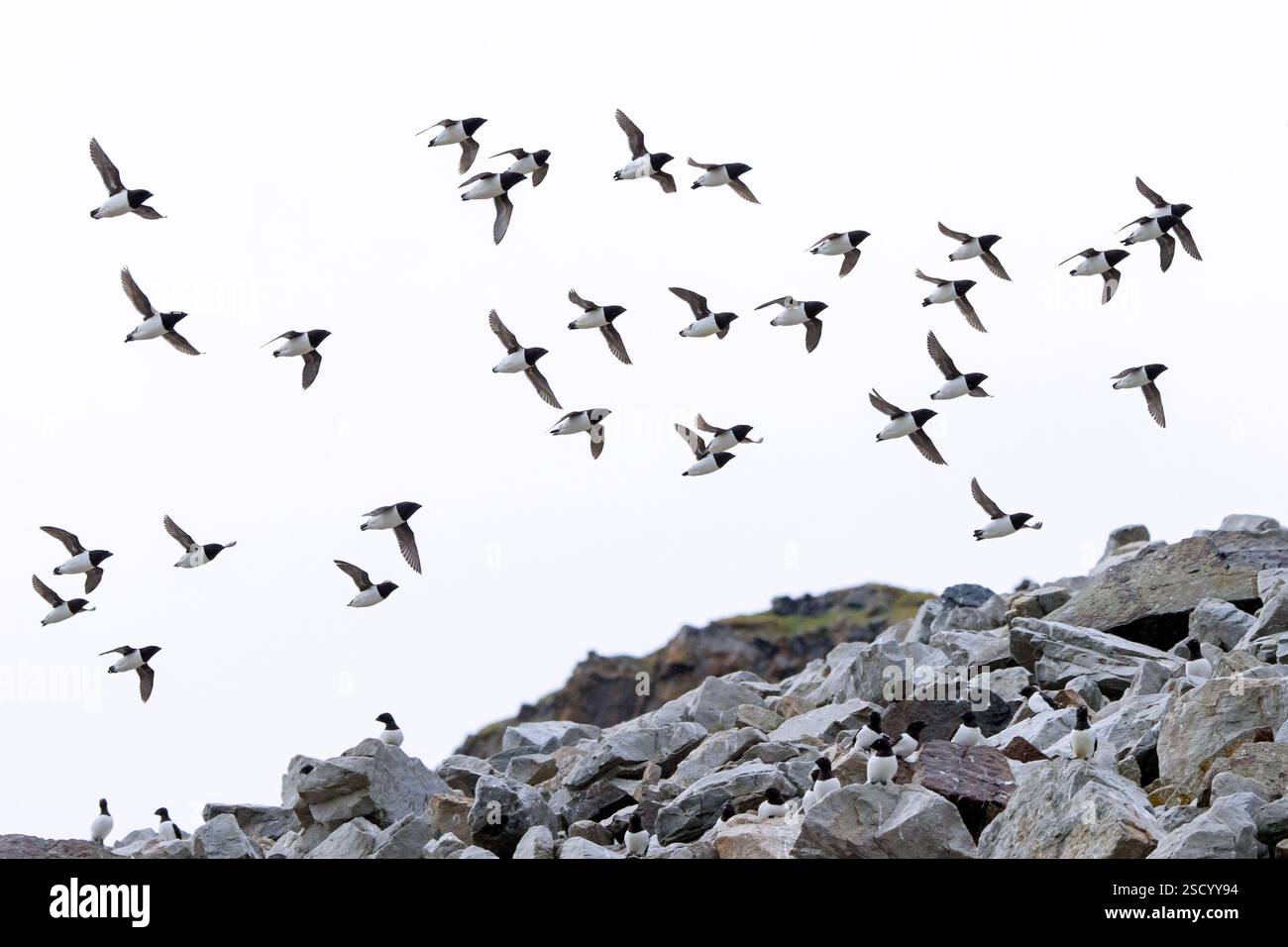Stormo di alci/colombe (alle alle) che volano sulla scogliera lungo la costa dell'Oceano Artico, Svalbard/Spitsbergen, Norvegia Foto Stock