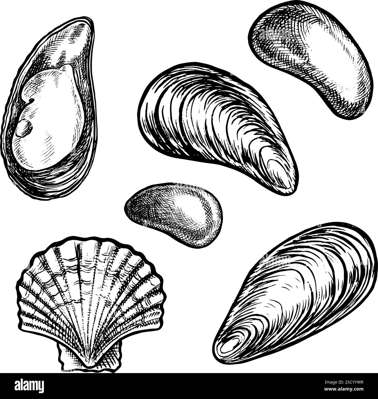 Un insieme di elementi marini, ciottoli, cozze e capesante. Illustrazioni grafiche vettoriali fatte a mano. Clip art immagini in bianco e nero di oggetti marini. Illustrazione Vettoriale