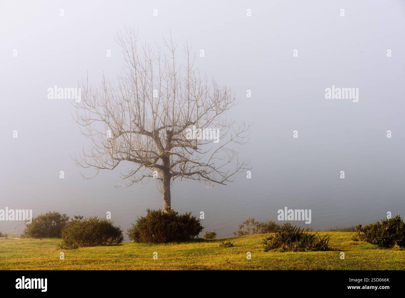 Un albero senza foglie si erge da solo in un campo nebbioso affacciato su un calmo corpo d'acqua. Foto Stock