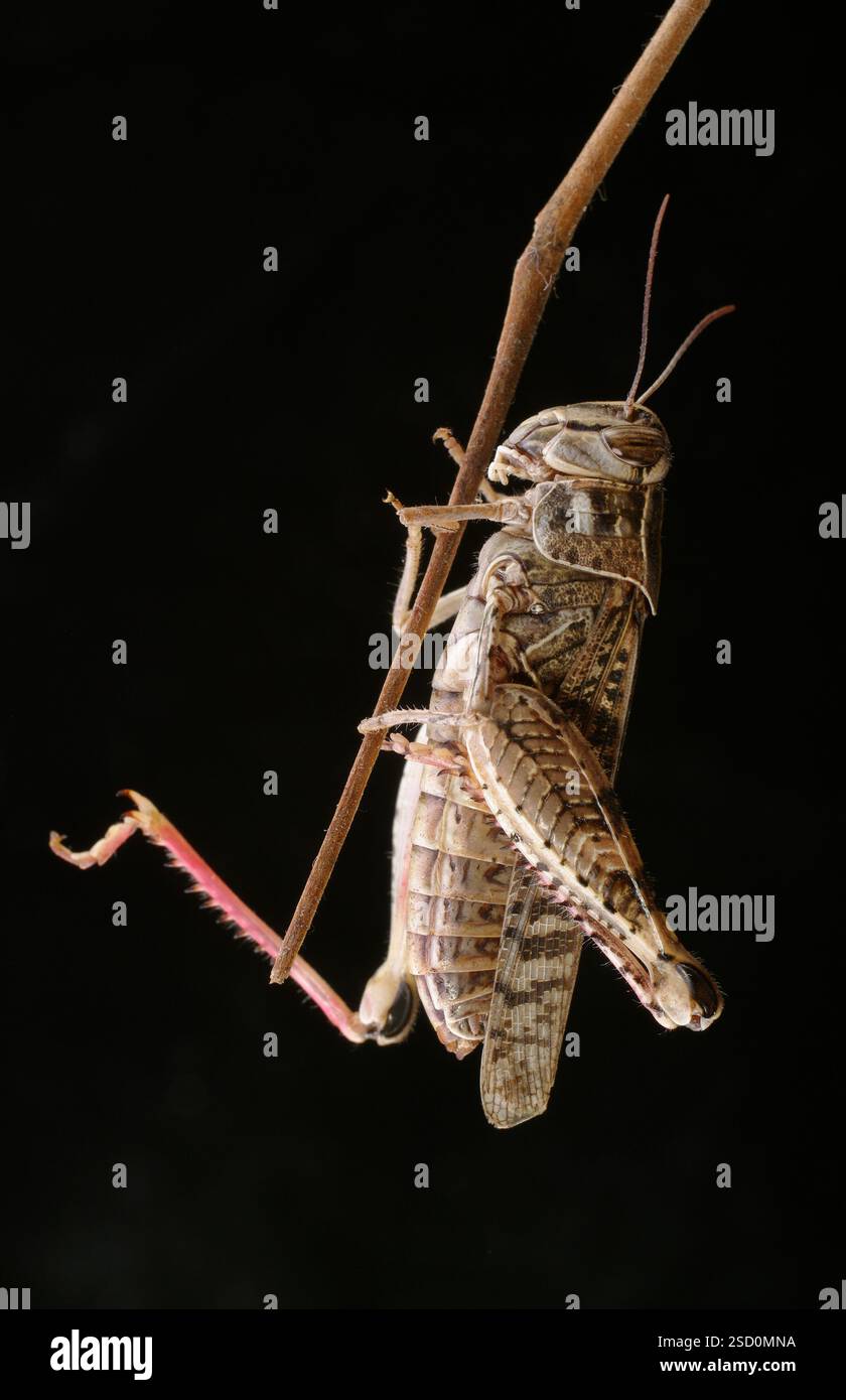 La locusta italiana, o locust oasi, o locus italiano (latino: Calliptamus italicus) è una specie di insetto della famiglia delle locuste (Acrididae) Foto Stock