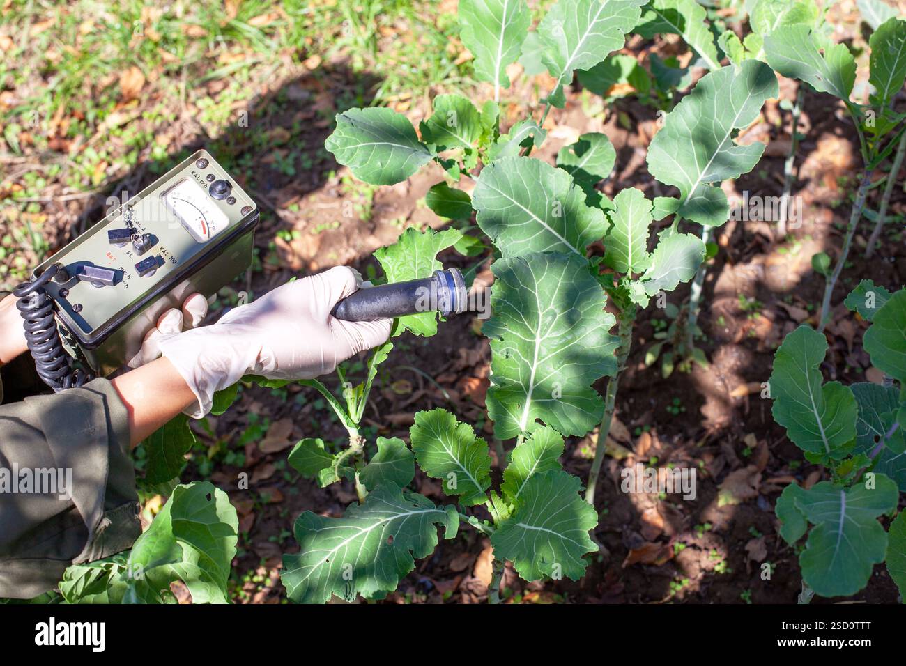 Scienziato che utilizza un contatore portatile Geiger per misurare i livelli di radiazione nelle piante verdi in un ambiente esterno Foto Stock