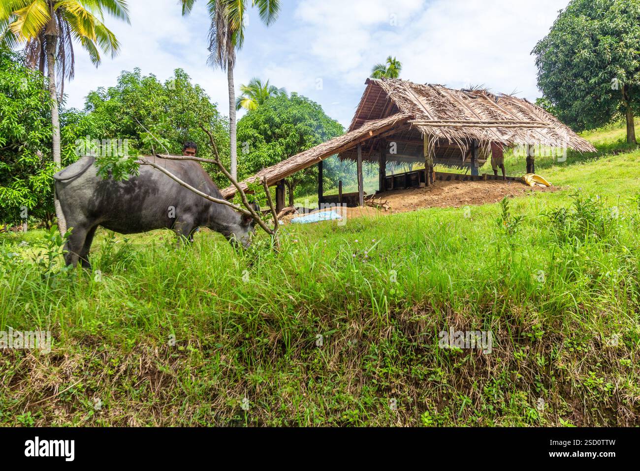 Capanna locale a Bohol, Filippine, dove la carne di cocco viene affumicata ed essiccata per produrre la copra, un prodotto chiave nell’industria del cocco del paese Foto Stock