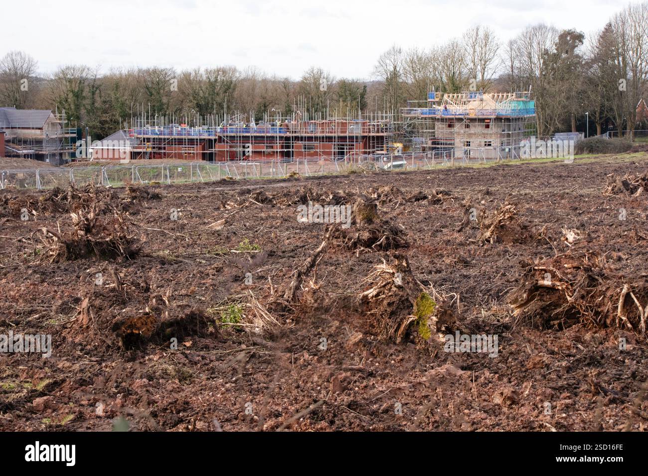 Terreno boschivo rimosso per lo sviluppo dell'alloggiamento. Redditch, Worcestershire, Inghilterra, Regno Unito Foto Stock