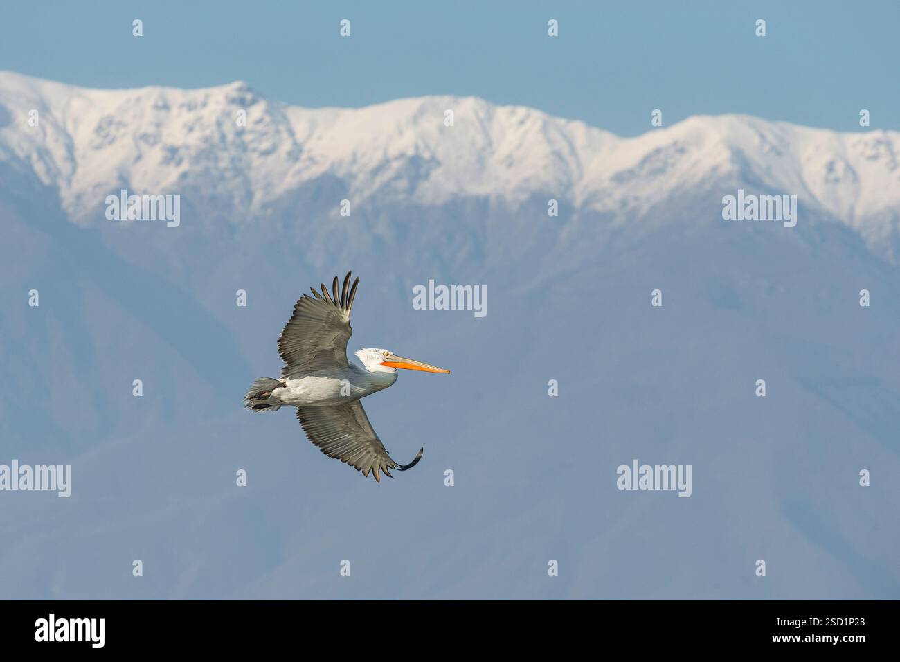 Pelicano dalmata (Pelecanus crispus), in volo contro il Monte Kerkini innevato, lago Kerkini, Grecia, gennaio 2016 Foto Stock