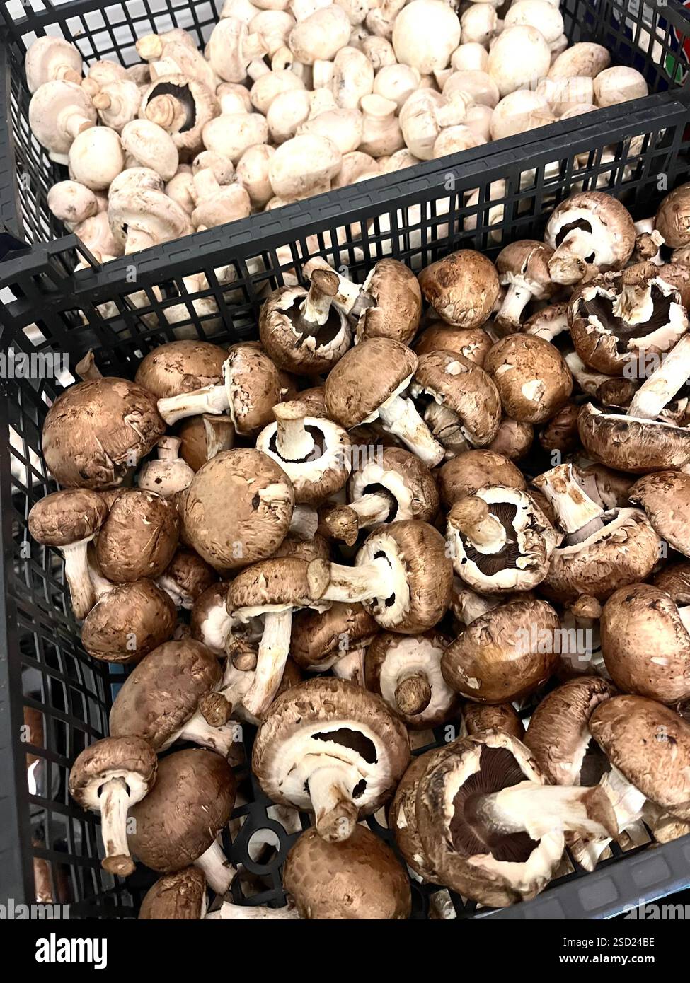 varietà di funghi, funghi, casse di plastica, verdure, magazzino, agricoltura, approvvigionamento alimentare, stoccaggio di verdure, distribuzione, catena di approvvigionamento - Immagine stock catturata con smartphone