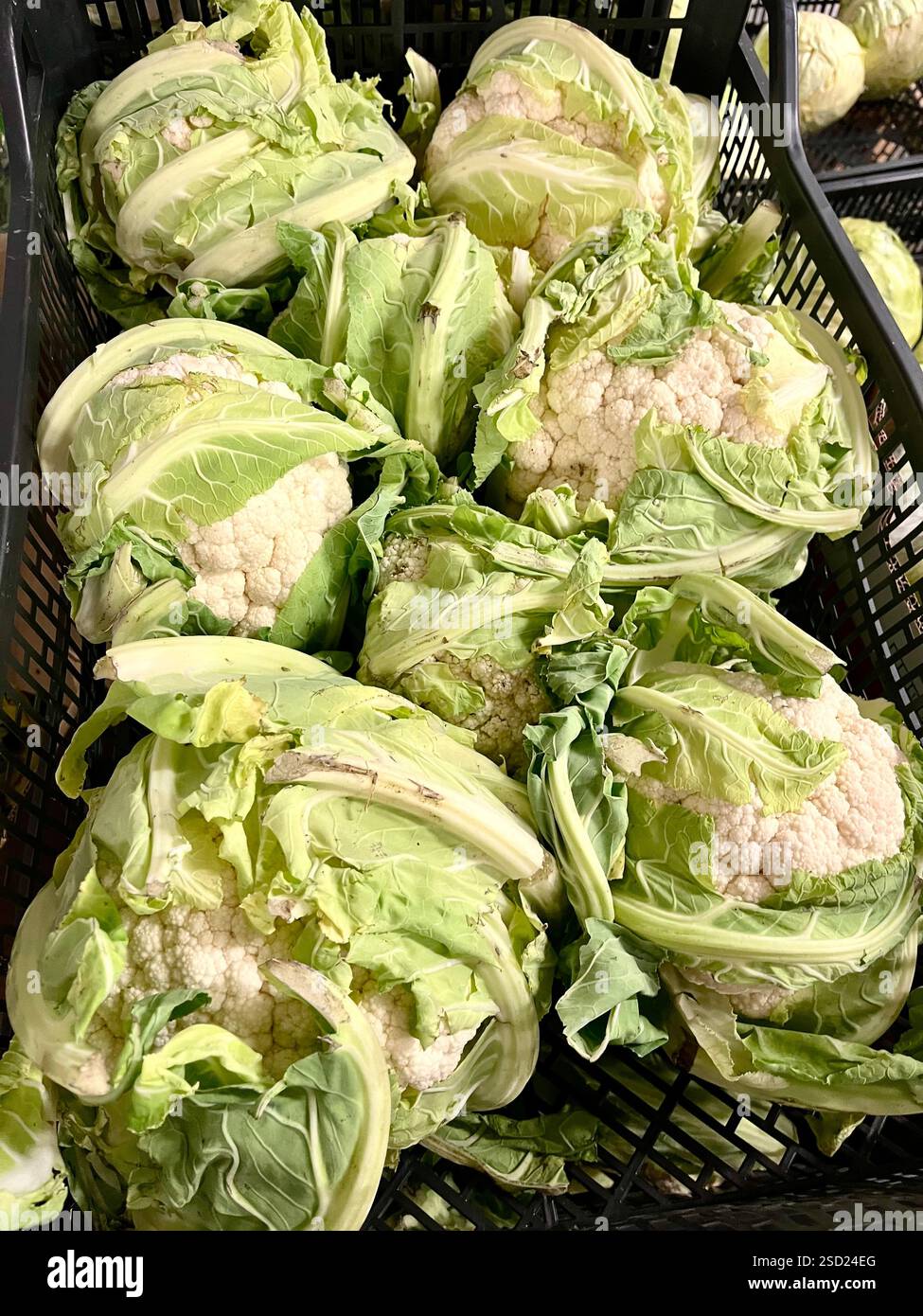 cavolfiore, cassa di plastica, verdure, magazzino, stoccaggio, prodotti alimentari, agricoltura, approvvigionamento alimentare, stoccaggio di ortaggi, distribuzione, catena di approvvigionamento - Immagine stock catturata con smartphone