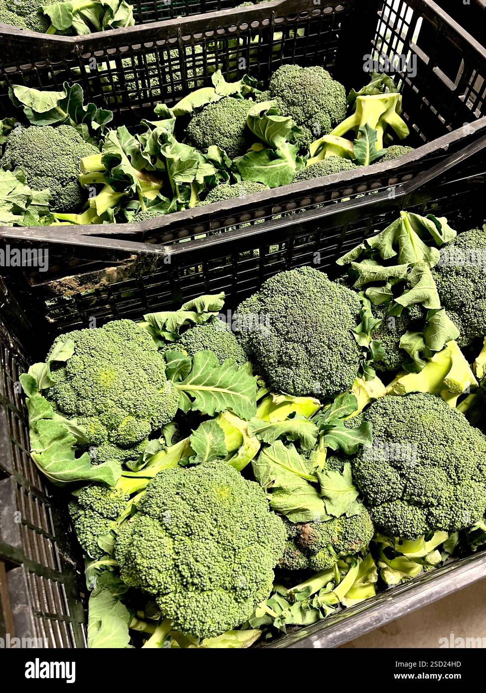 broccoli cassa di plastica, casse di verdure, magazzino, stoccaggio, prodotti, approvvigionamento alimentare, logistica, stoccaggio di verdure, distribuzione, catena di approvvigionamento - Immagine stock catturata con smartphone