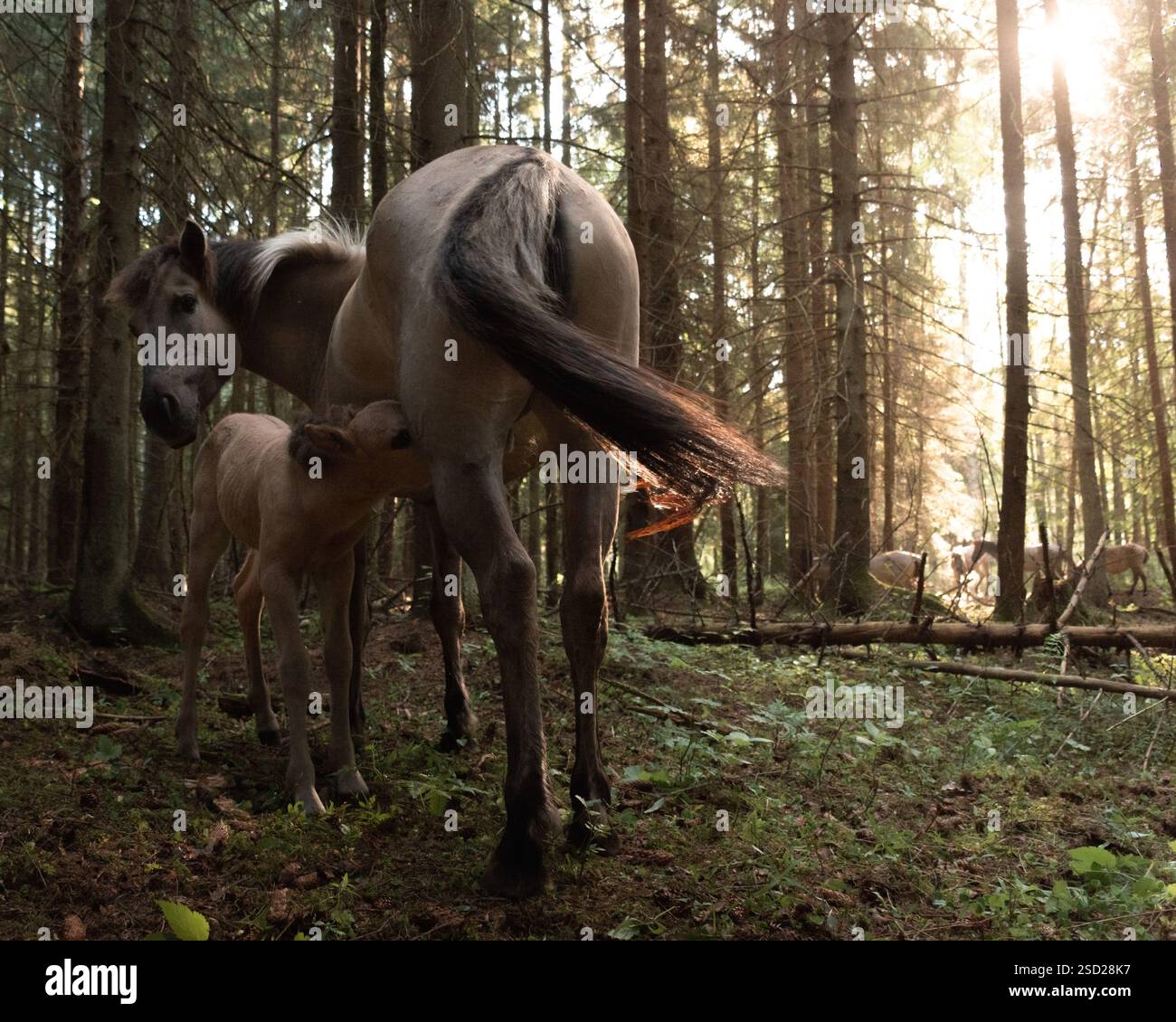 Un po' di puledro beve il latte materno nella foresta Foto Stock