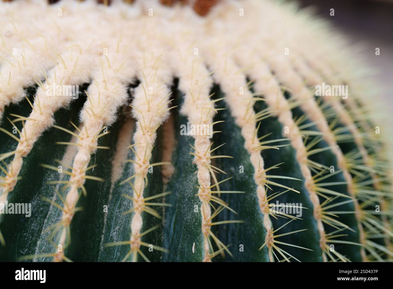 Kroenleinia grusonii, dettaglio colonna vertebrale. È noto come cactus a botte dorate, palla dorata, "cuscino della suocera" o "sedia della suocera". Foto Stock