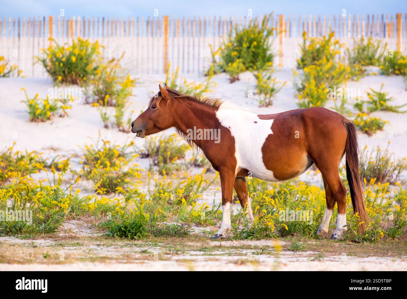 Un pony selvatico pinto (Equus caballus) vicino alle dune di sabbia di Assateague Island National Seashore, Maryland Foto Stock