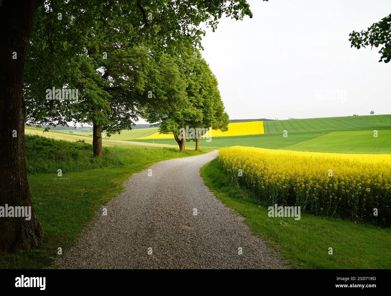 Romantica strada infinita che conduce attraverso i verdi campi della tranquilla campagna bavarese in una giornata di primavera soleggiata (Winterbach, Baviera, Germania) Foto Stock