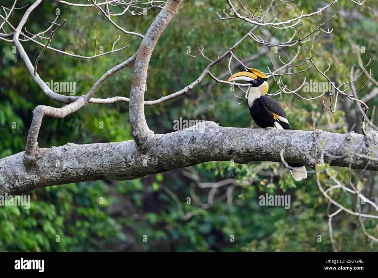 Grande carpino, grande carpino indiano, Rhinoceros Hornbill, carpino a cassettoni, grande carpino a cassettoni (Buceros bicornis), maschio appollaiato su una diramazione Foto Stock