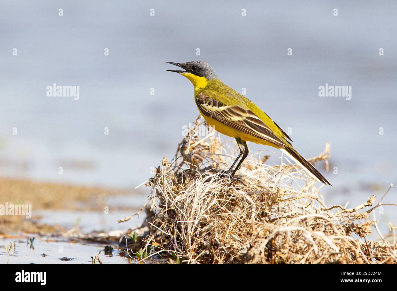 Coda di cavallo gialla orientale (Motacilla tschutschensis macronyx, Motacilla macronyx), canta maschile, Mongolia Foto Stock