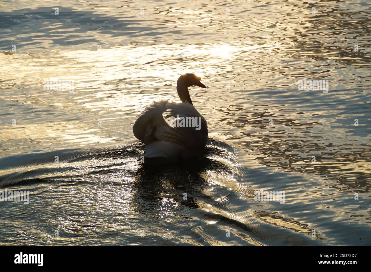 Una scena romantica con un maestoso cigno con ali aperte che si crogiolano al sole serale sul lago di Costanza (Bodensee) in Germania Foto Stock